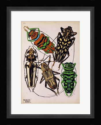 Framed Insects, Plate 14 Print