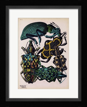 Framed Insects, Plate 6 Print