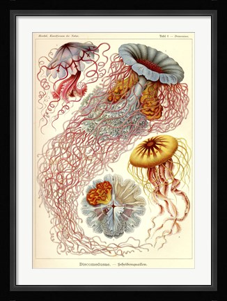 Framed Jellyfish, Discomedusae Print