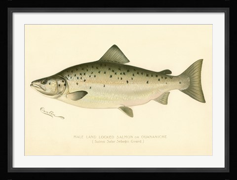 Framed Male Land Locked Salmon Print