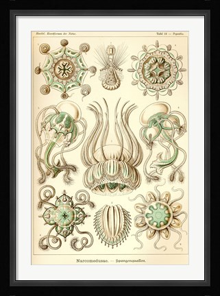 Framed Narcomedusae - Scheiben-Strahlinge - Heliodiscus Print