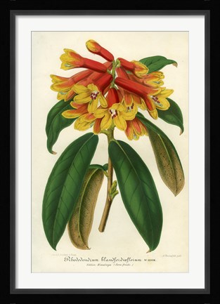 Framed Orange Yellow Rhododendron Print