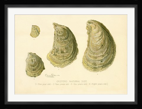 Framed Oysters Natural Size Print