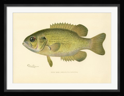 Framed Rock Bass Print