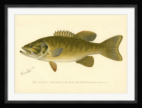 Framed Small Mouthed Black Bass Print