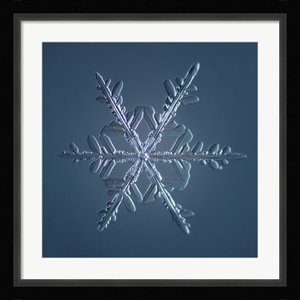 Framed Stellar Dendrite Snowflake 005.2.16.2014 Print
