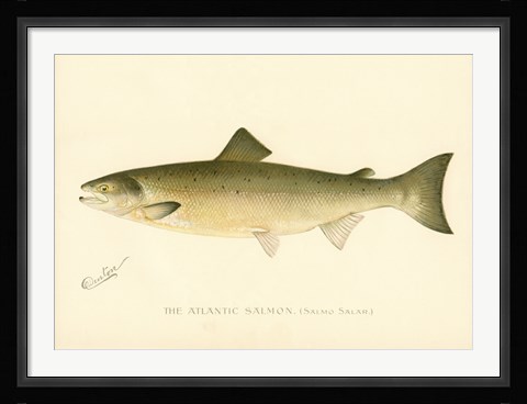 Framed Atlantic Salmon Print