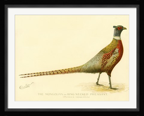 Framed Mongolian or Ring-Necked Pheasant Print