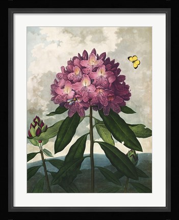 Framed Pontic Rhododendron Print