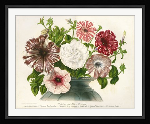 Framed Varietes Nouvelles de Petunias Print