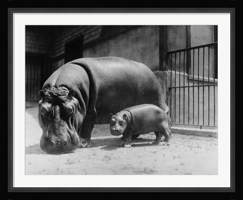 Framed Adult and Baby Hippopotamus Print