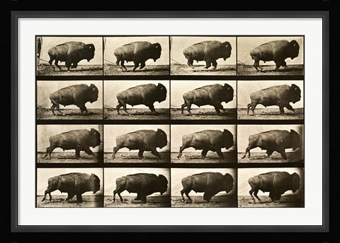 Framed Buffalo Running, Animal Locomotion Plate 700 Print