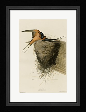 Framed Barn Swallow Print