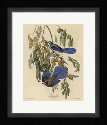Framed Florida Jay Print