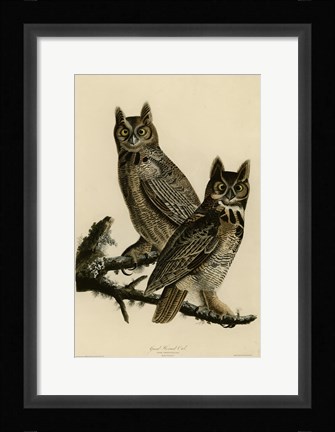 Framed Great Horned Owl Print