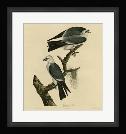 Framed Mississippi Kite Print