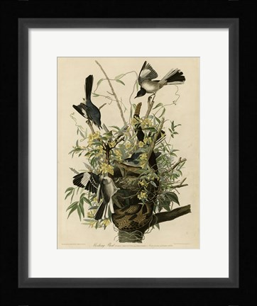 Framed Mocking Bird Print
