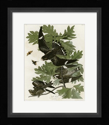 Framed Night Hawk Print