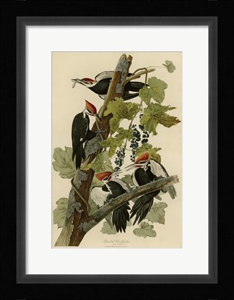 Framed Pileated Woodpecker Print