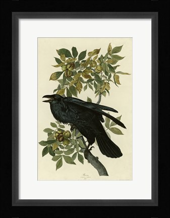 Framed Raven Print