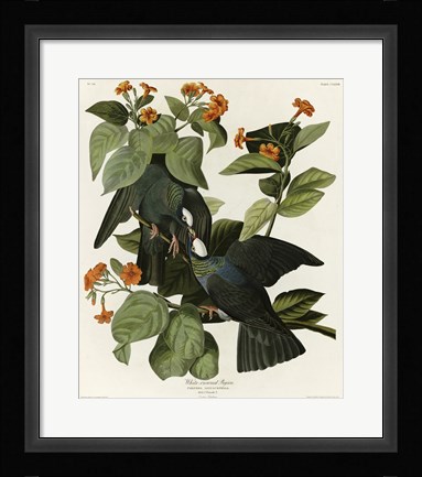 Framed White Crowned Pigeon Print
