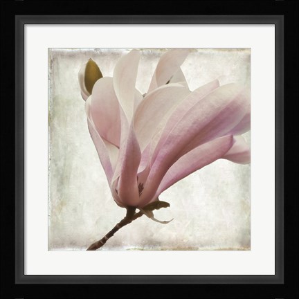 Framed Petal Purity I Print