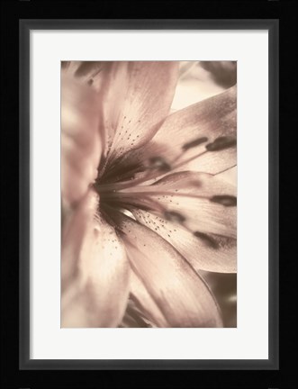 Framed Alabaster Pink Print