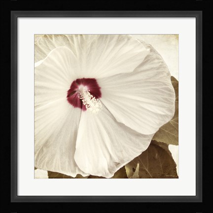 Framed Alabaster Hibiscus Print
