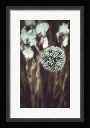 Framed Allium Mint Print