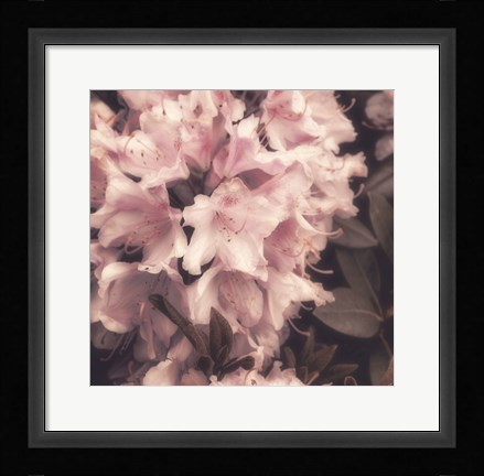 Framed Antique Pink Print