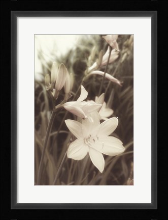 Framed Day Lillies Print