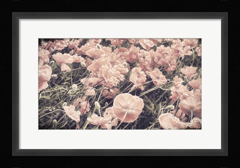 Framed Ginger Poppies Print