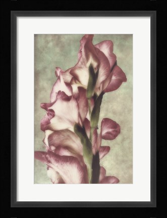 Framed Gladiola Print