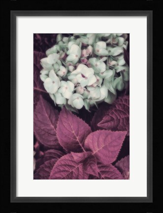 Framed Hydrangea Print