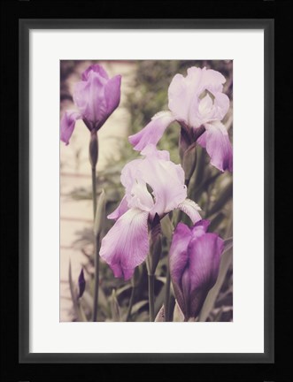 Framed Irises Print