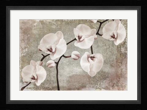 Framed Orchids Print