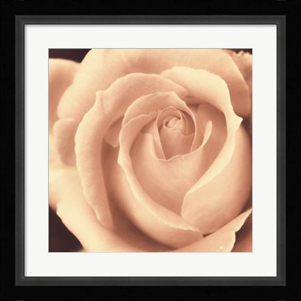 Framed Peach Rose Print