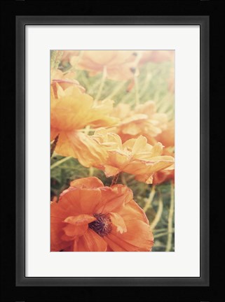Framed Yesterdays Poppies Print