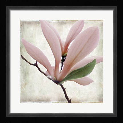 Framed Petal Purity III Print
