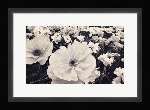Framed White Poppy Field Print