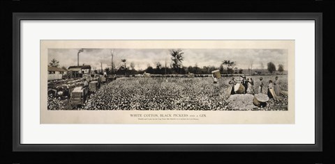Framed Picking Cotton in GA 1915 Print