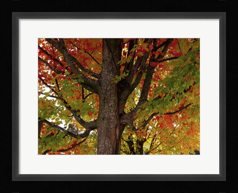 Framed New England Autumn I Print