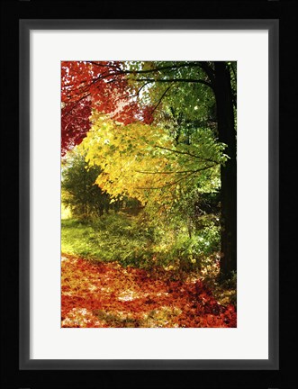 Framed New England Autumn III Print