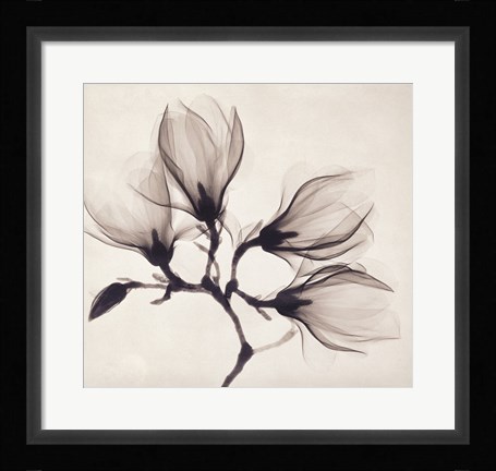 Framed Whisper Magnolia Print
