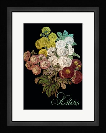 Framed Asters Print