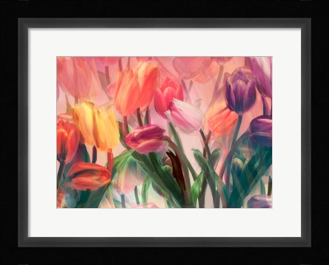 Framed Tulip Flamenco Print