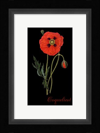 Framed Coquelicot Print