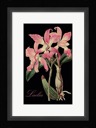 Framed Laelia Print