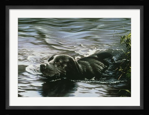 Framed Black Lab Swimming Print