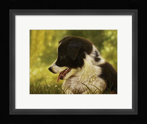 Framed Border Collie Pup 2 Print